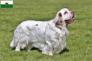 Read more about the article Clumber Spaniel crescători și căței în Saxonia
