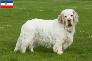 Read more about the article Clumber Spaniel crescători și căței în Schleswig-Holstein