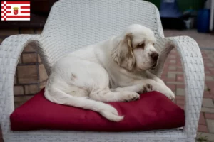 Read more about the article Clumber Spaniel crescători și căței în Bremen