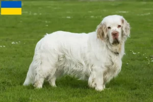 Read more about the article Clumber Spaniel crescători și căței în Ucraina