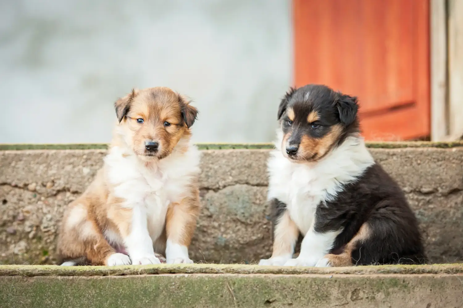Cumpărarea unui cățel Collie înseamnă asumarea responsabilității! Cumpărați cățeluși Collie.