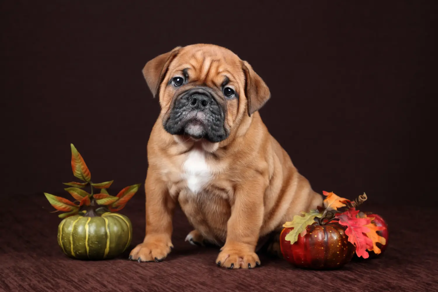 Cumpărarea unui cățel Bulldog Continental înseamnă asumarea responsabilității! Cumpărați cățeluși Bulldog Continental.