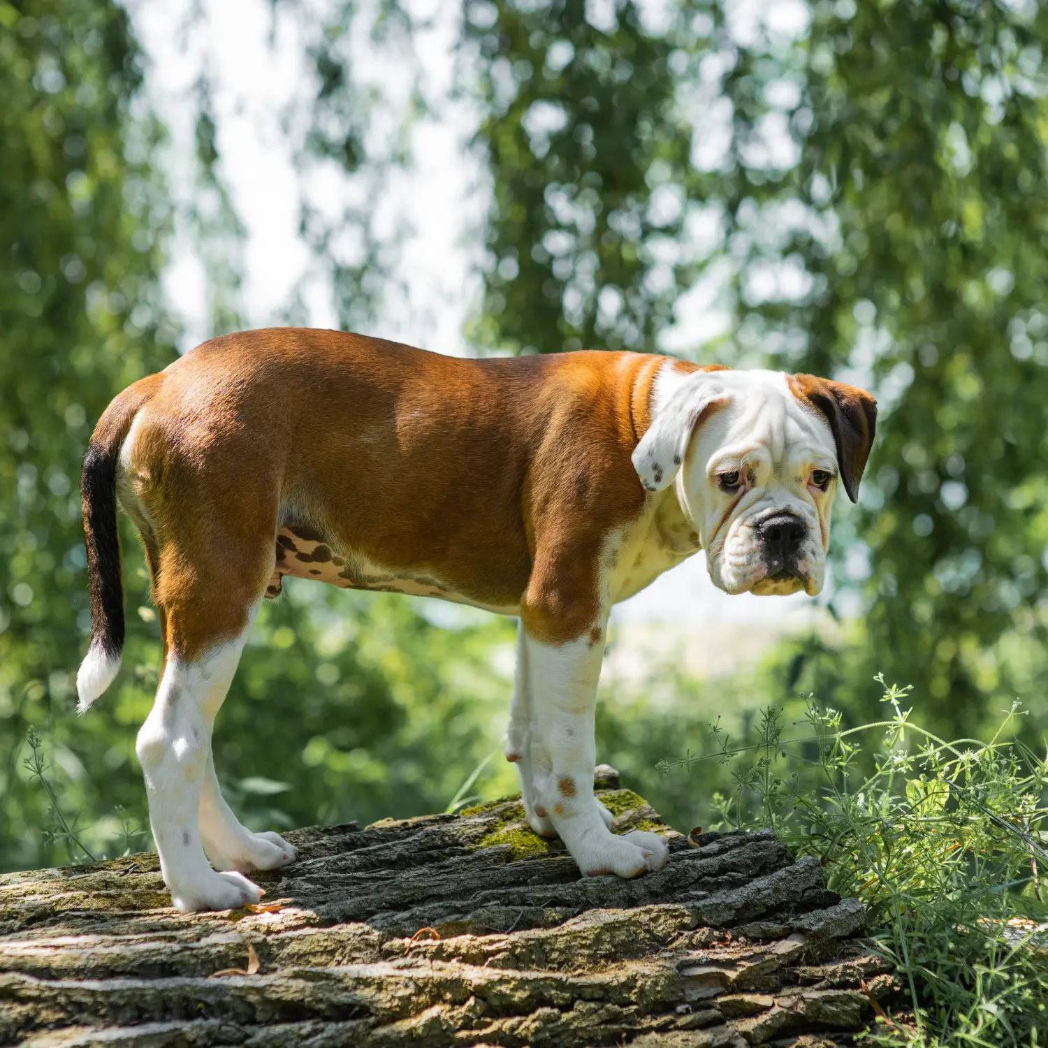 Cumpărarea unui cățel Bulldog Continental înseamnă asumarea responsabilității! Cumpărați cățeluși Bulldog Continental.