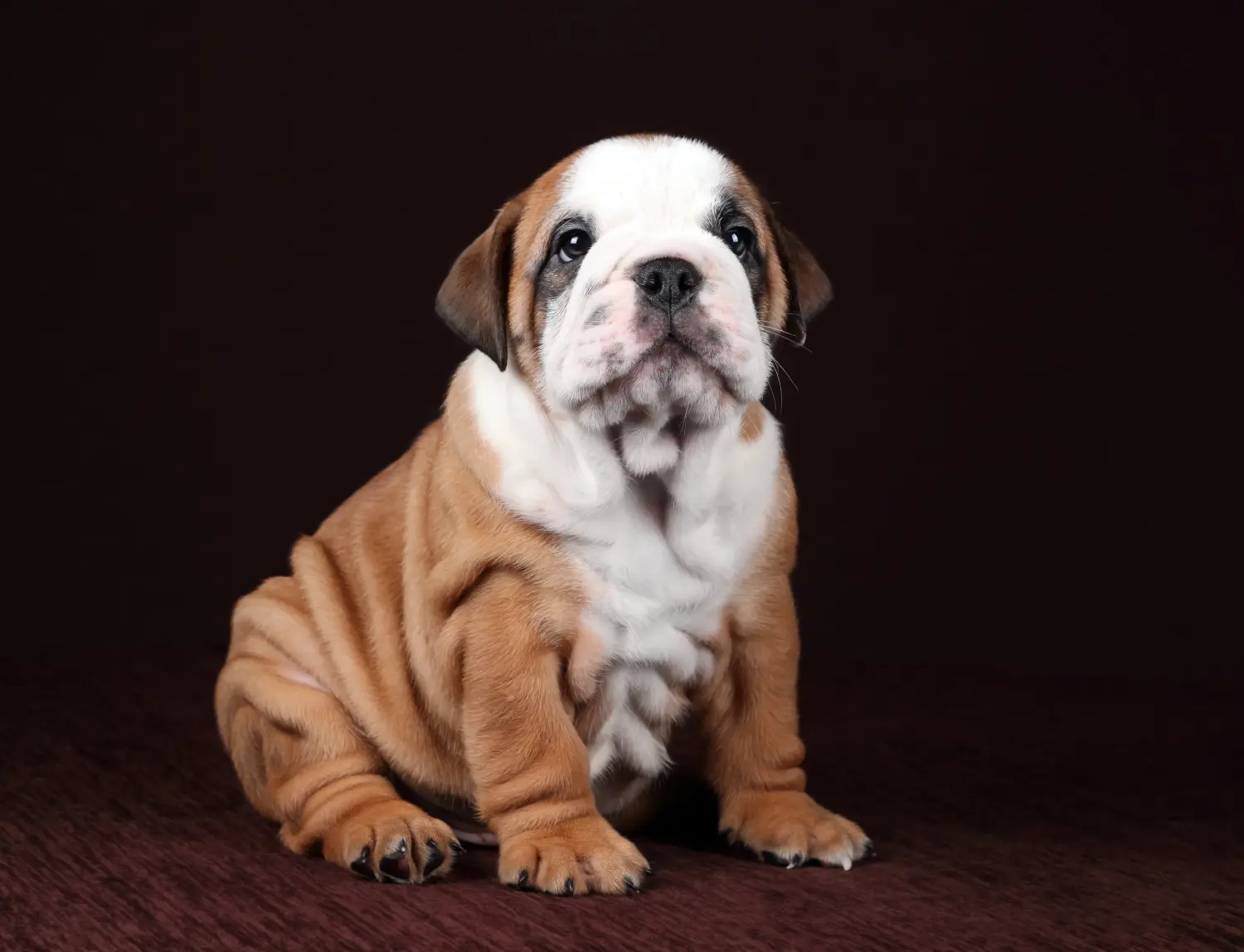 Cumpărarea unui cățel Bulldog Continental înseamnă asumarea responsabilității! Cumpărați cățeluși Bulldog Continental.