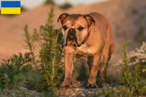 Read more about the article Continental Bulldog crescători și căței în Ucraina