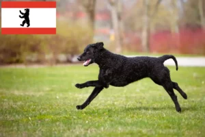 Read more about the article Curly Coated Retriever crescători și căței în Berlin