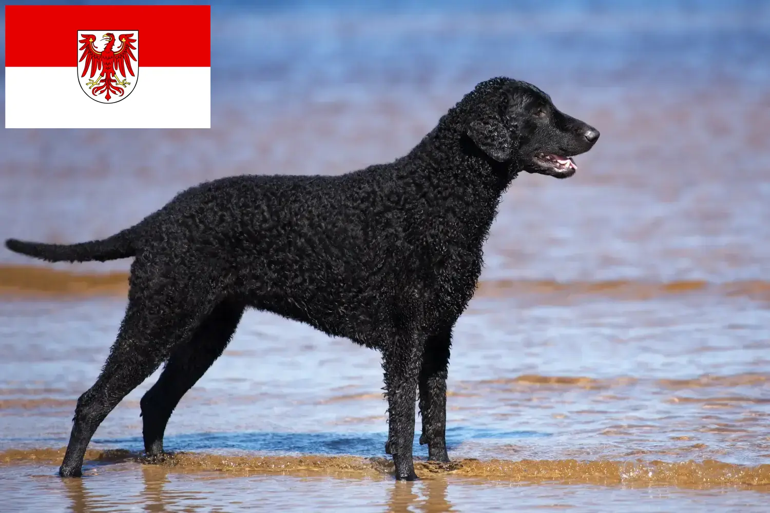 Read more about the article Curly Coated Retriever crescători și căței în Brandenburg