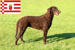 Read more about the article Curly Coated Retriever crescători și căței în Bremen