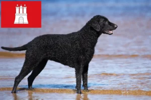 Read more about the article Curly Coated Retriever crescători și căței în Hamburg