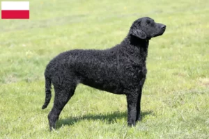 Read more about the article Curly Coated Retriever crescători și căței în Polonia