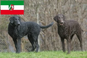 Read more about the article Curly Coated Retriever crescători și căței în Renania de Nord-Westfalia
