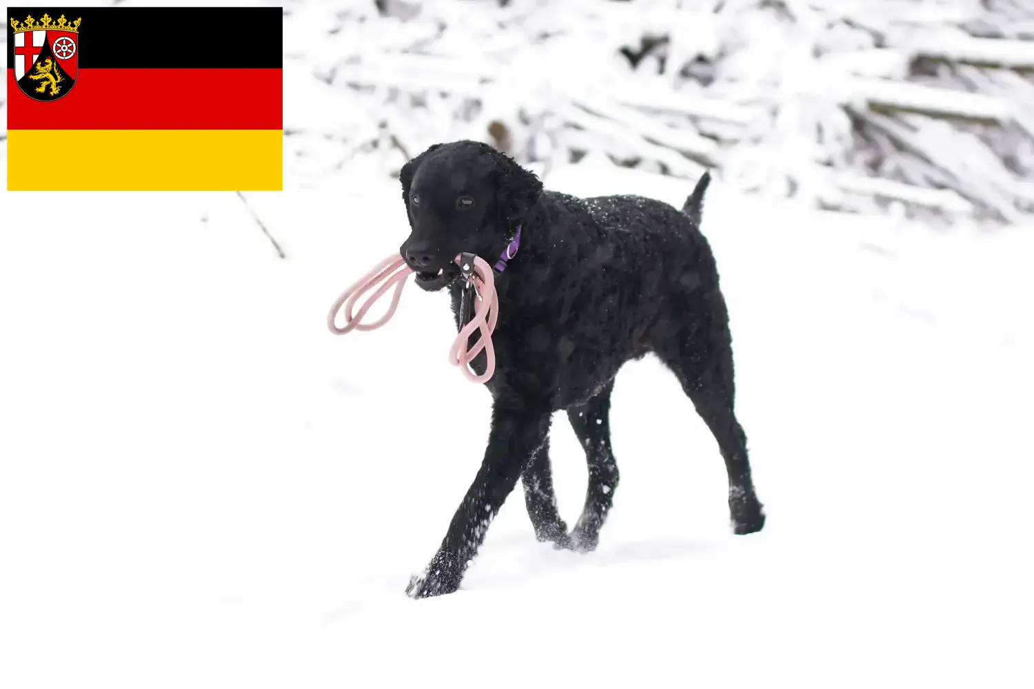 Read more about the article Curly Coated Retriever crescători și căței în Renania-Palatinat