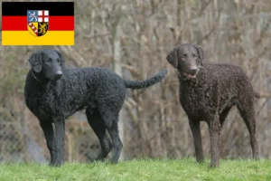 Read more about the article Curly Coated Retriever crescători și căței în Saarland