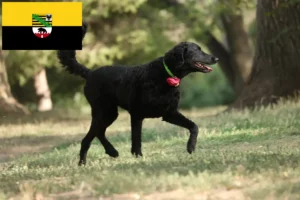 Read more about the article Curly Coated Retriever crescători și căței în Saxonia-Anhalt