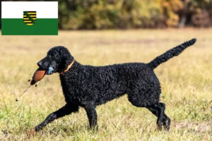 Read more about the article Curly Coated Retriever crescători și căței în Saxonia