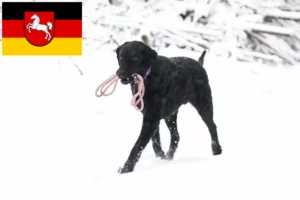 Read more about the article Curly Coated Retriever crescători și căței în Saxonia Inferioară