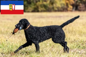 Read more about the article Curly Coated Retriever crescători și căței în Schleswig-Holstein