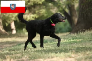 Read more about the article Curly Coated Retriever crescători și căței în Thuringia