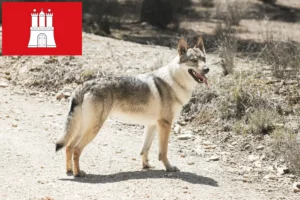 Read more about the article Cehoslovacia Wolfdog crescător și căței în Hamburg