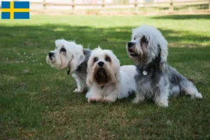 Read more about the article Dandie Dinmont Terrier crescători și căței în Suedia
