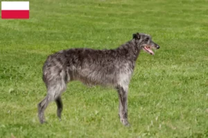 Read more about the article Crescători și căței Deerhound în Polonia