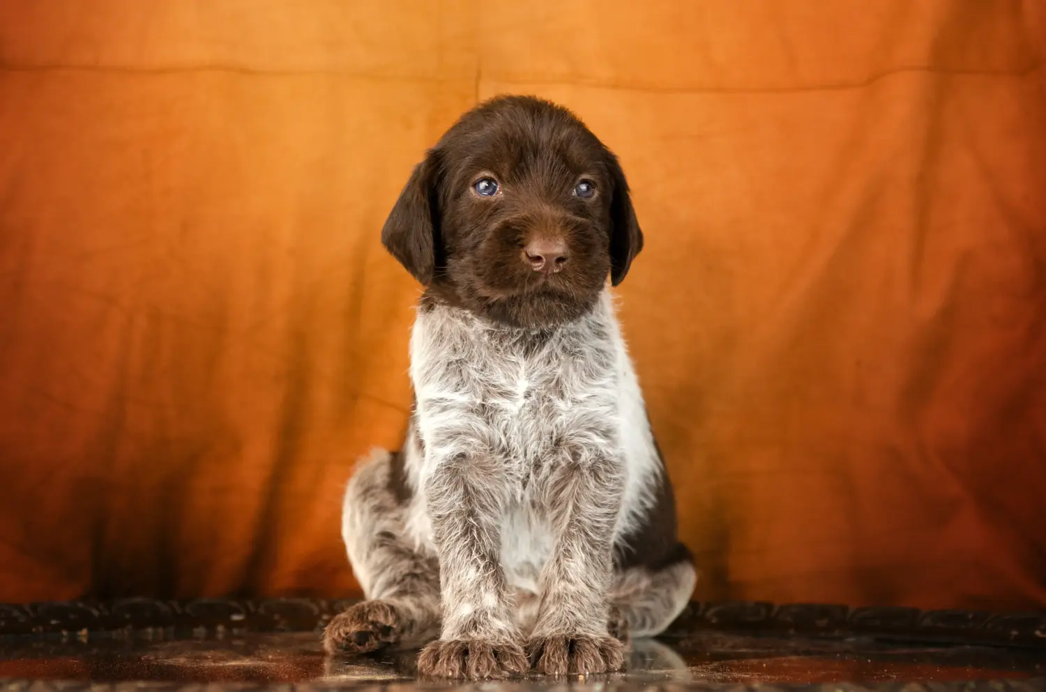 Cumpărarea unui cățel German Wirehair înseamnă asumarea responsabilității! Cumpărați căței German Wirehaired.