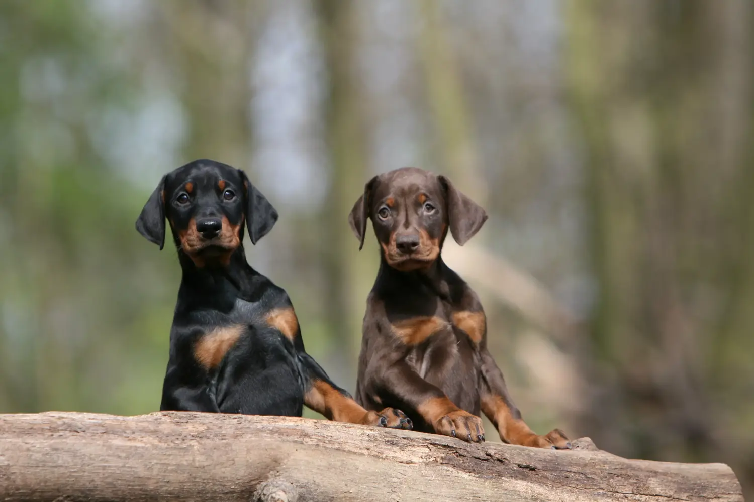 Cumpărarea unui cățel Dobermann înseamnă asumarea responsabilității! Cumpărați cățeluși Doberman.