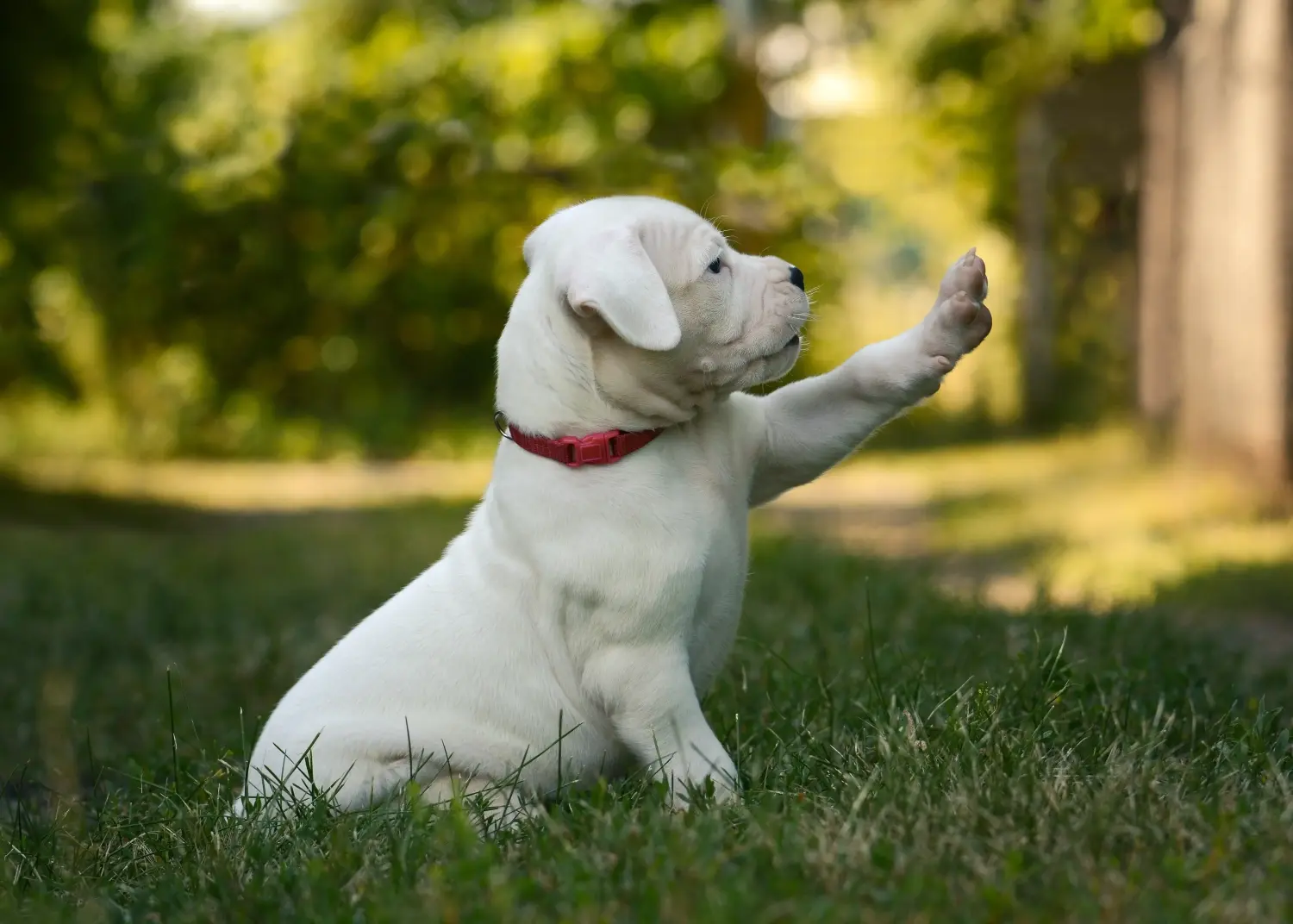 Cumpărarea unui cățel Dogo Argentino înseamnă asumarea responsabilității! Cumpărați cățeluși Dogo Argentino.