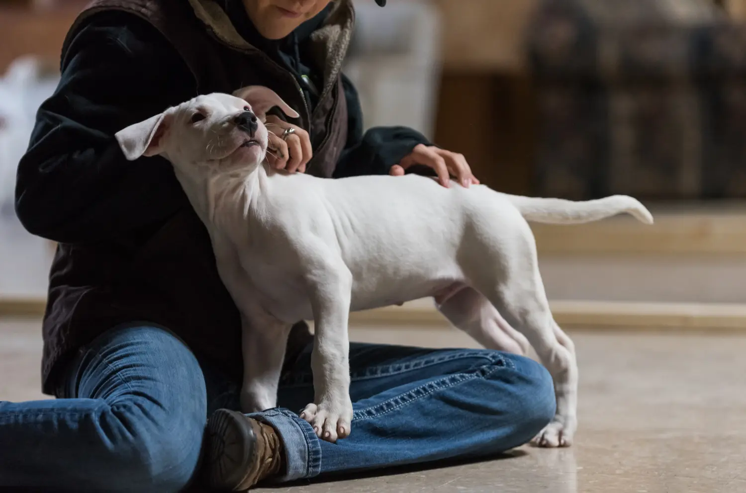 Cumpărarea unui cățel Dogo Argentino înseamnă asumarea responsabilității! Cumpărați cățeluși Dogo Argentino.