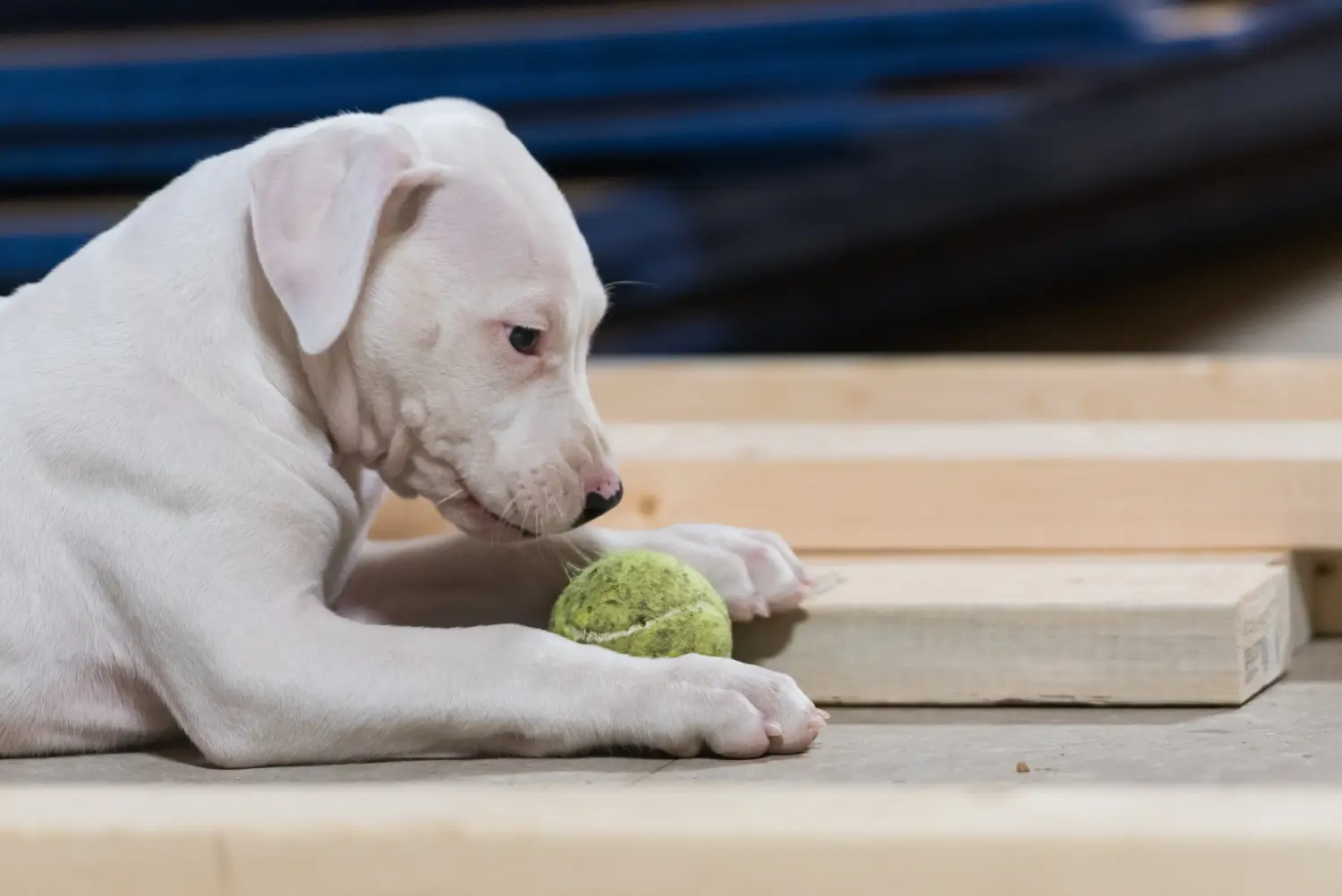Cumpărarea unui cățel Dogo Argentino înseamnă asumarea responsabilității! Cumpărați cățeluși Dogo Argentino.