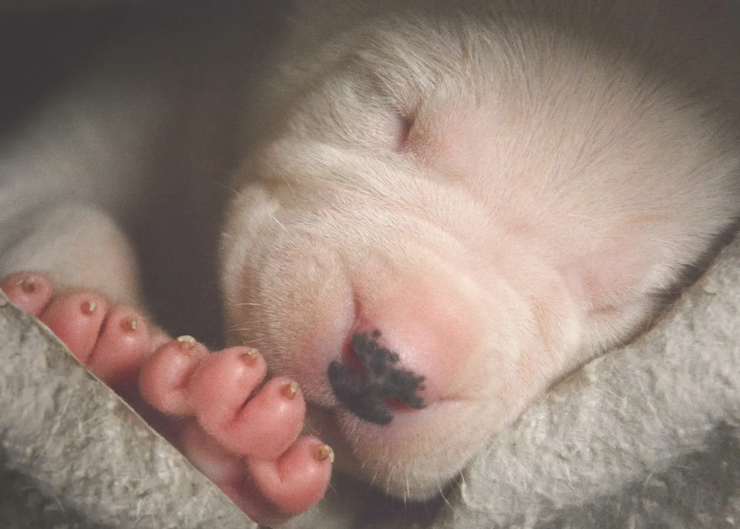 Cumpărarea unui cățel Dogo Argentino înseamnă asumarea responsabilității! Cumpărați cățeluși Dogo Argentino.