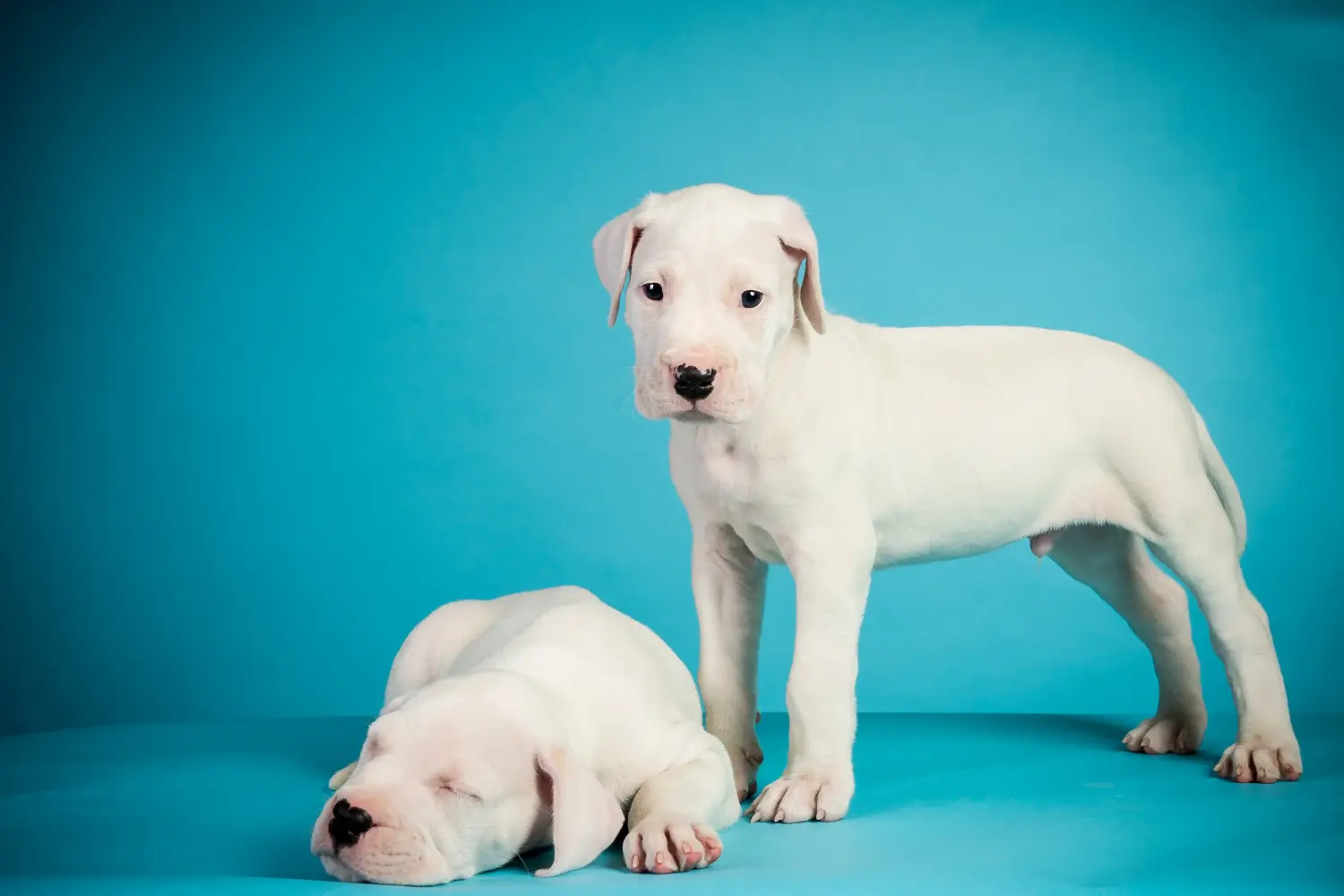 Cumpărarea unui cățel Dogo Argentino înseamnă asumarea responsabilității! Cumpărați cățeluși Dogo Argentino.