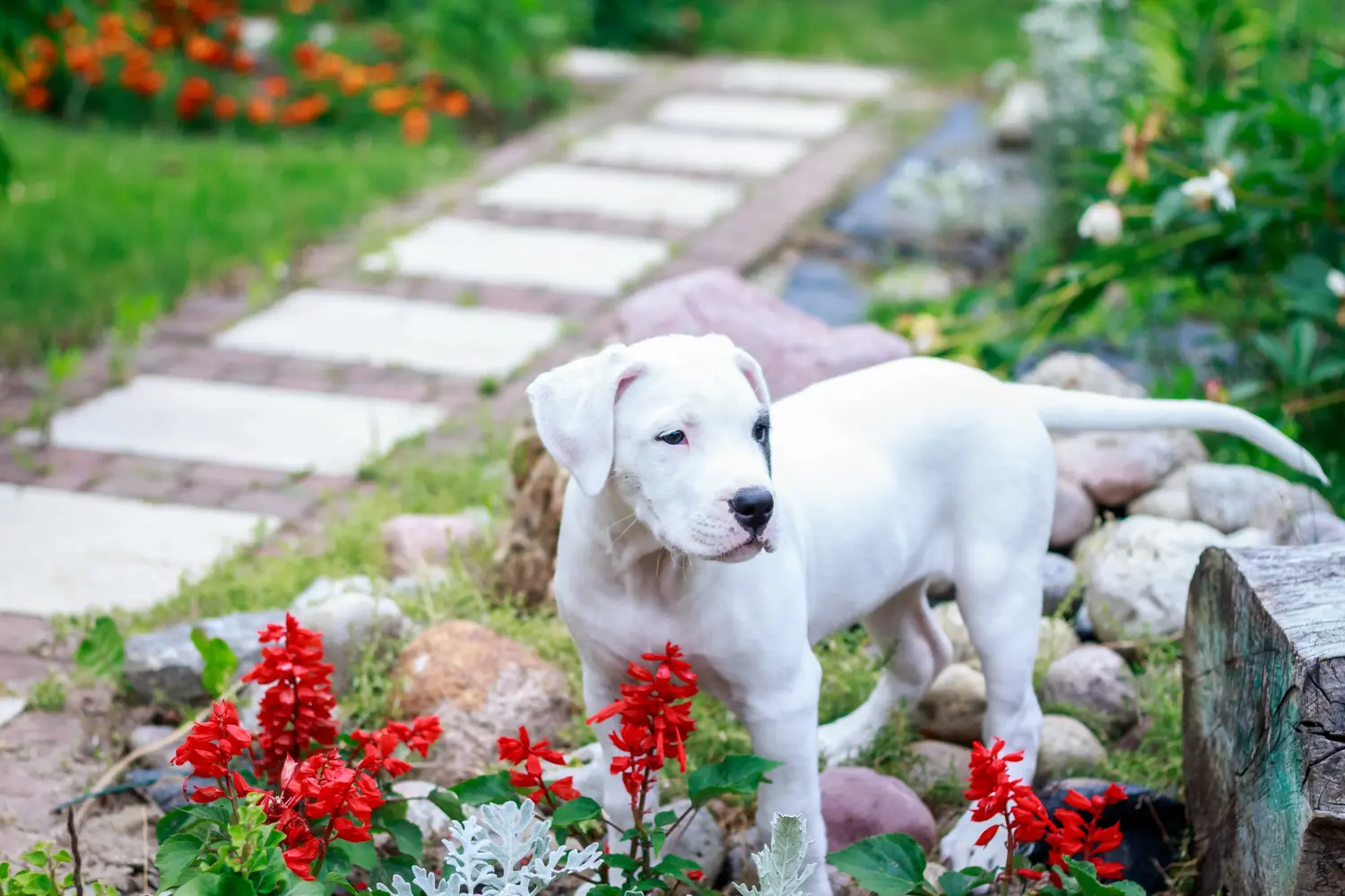 Cumpărarea unui cățel Dogo Argentino înseamnă asumarea responsabilității! Cumpărați cățeluși Dogo Argentino.