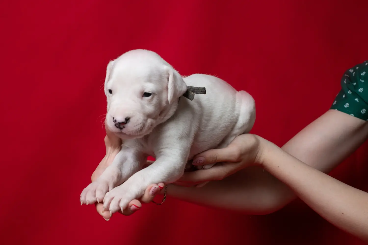 Cumpărarea unui cățel Dogo Argentino înseamnă asumarea responsabilității! Cumpărați cățeluși Dogo Argentino.
