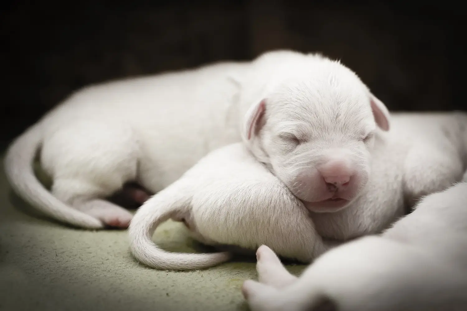 Cumpărarea unui cățel Dogo Argentino înseamnă asumarea responsabilității! Cumpărați cățeluși Dogo Argentino.