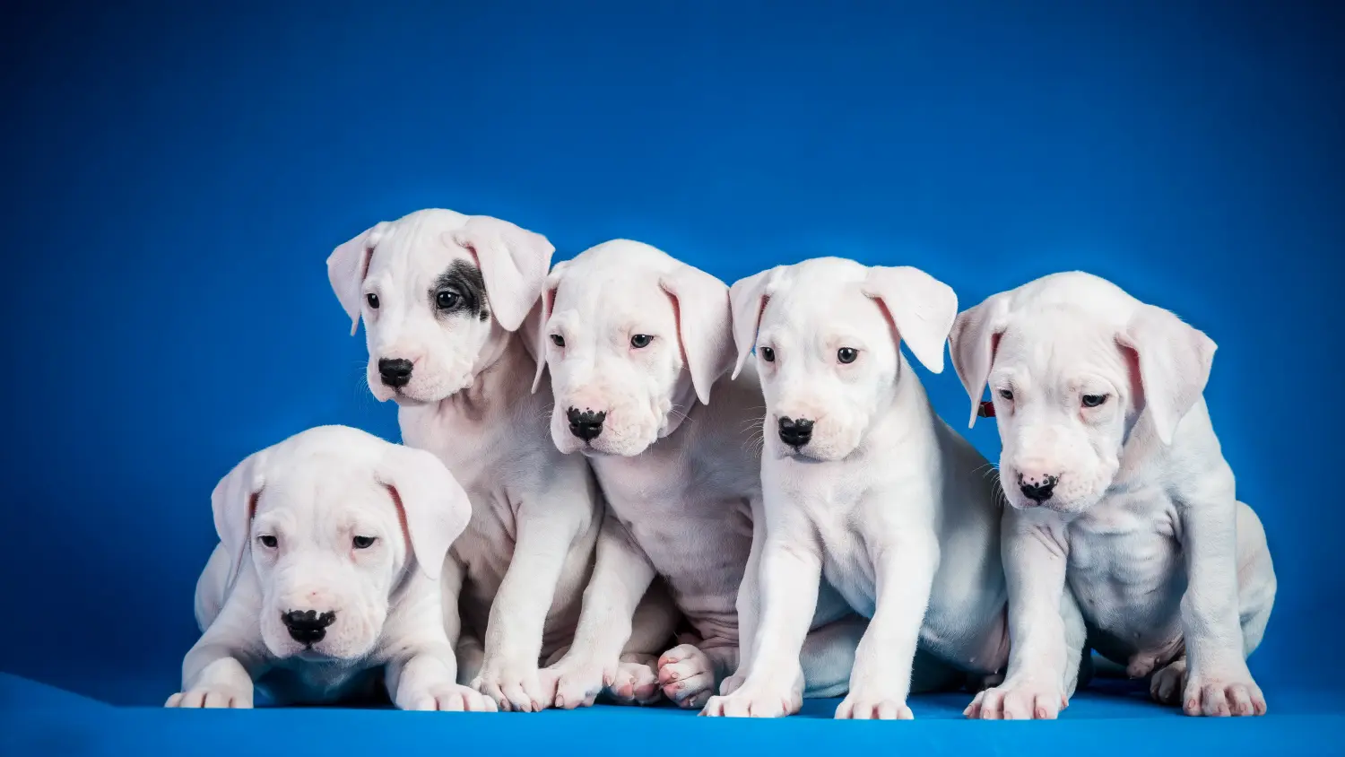 Cumpărarea unui cățel Dogo Argentino înseamnă asumarea responsabilității! Cumpărați cățeluși Dogo Argentino.