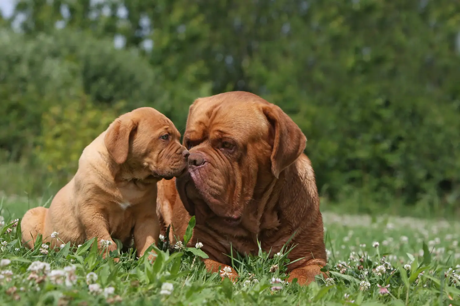 Cumpărarea unui cățel Dogue de Bordeaux înseamnă asumarea responsabilității! Cumpărați căței Dogue de Bordeaux.