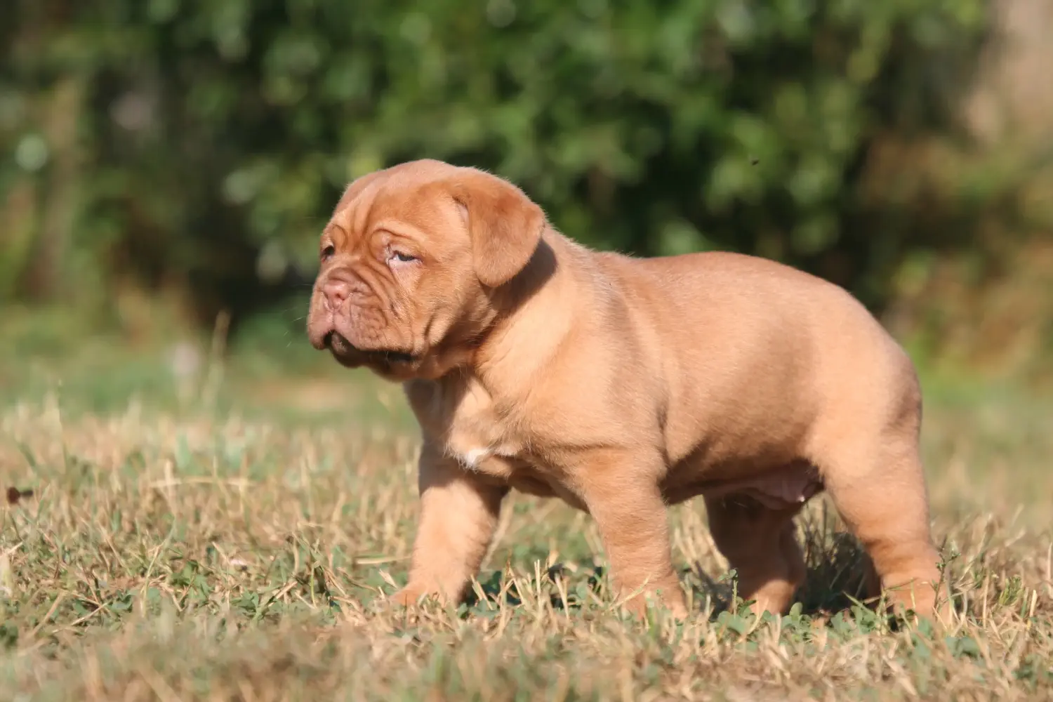 Cumpărarea unui cățel Dogue de Bordeaux înseamnă asumarea responsabilității! Cumpărați căței Dogue de Bordeaux.
