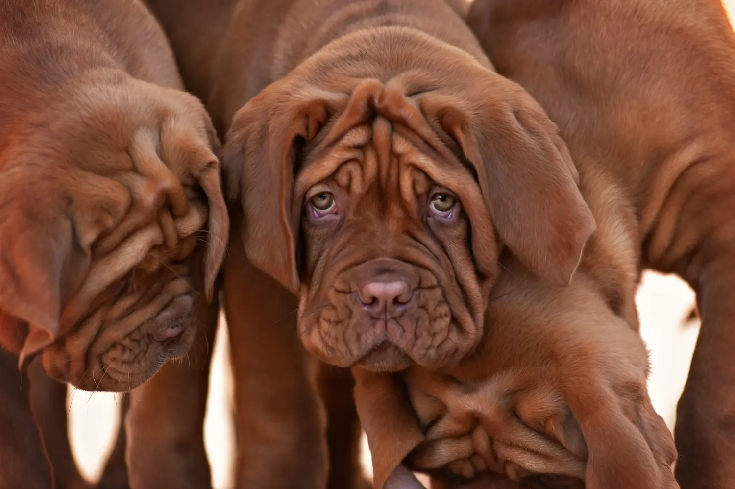 Cumpărarea unui cățel Dogue de Bordeaux înseamnă asumarea responsabilității! Cumpărați căței Dogue de Bordeaux.