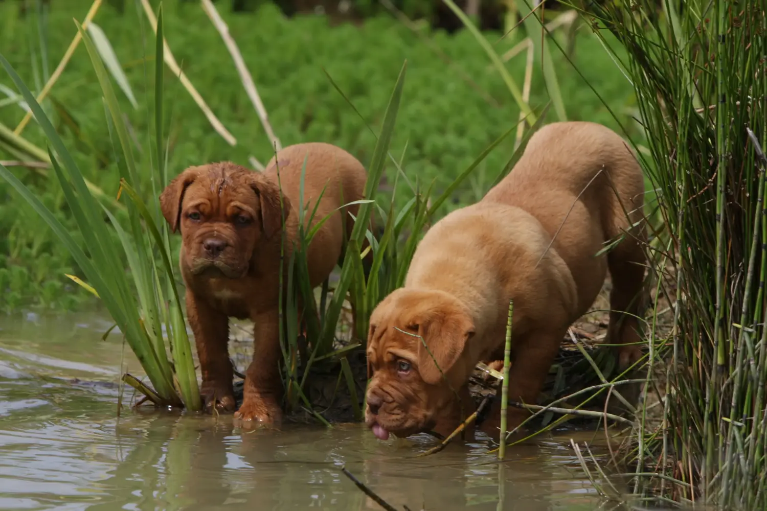 Cumpărarea unui cățel Dogue de Bordeaux înseamnă asumarea responsabilității! Cumpărați căței Dogue de Bordeaux.