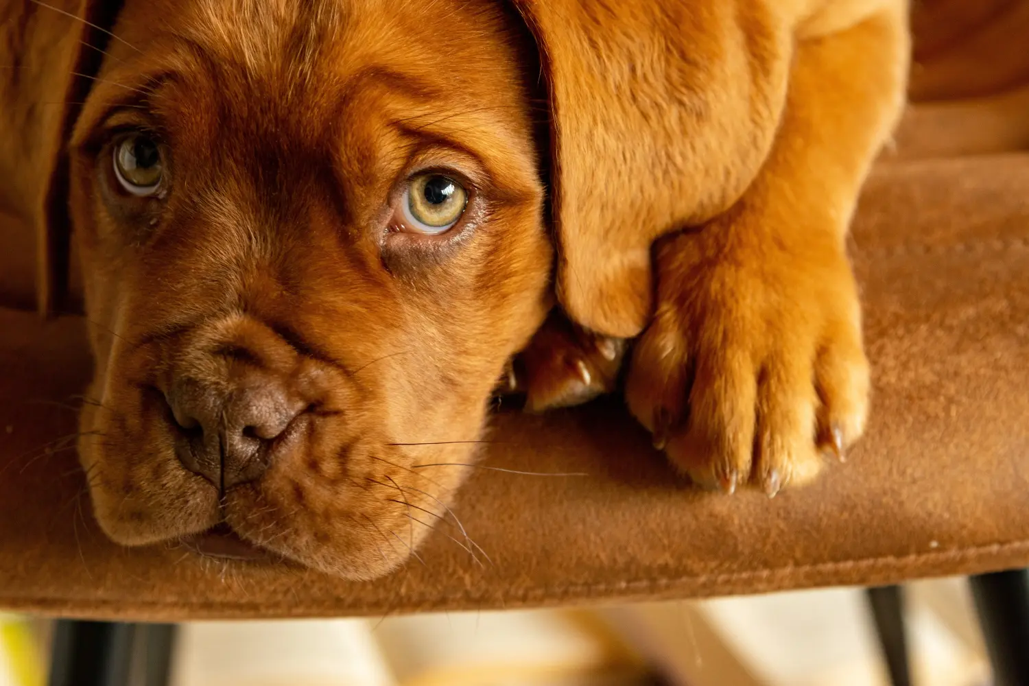 Cumpărarea unui cățel Dogue de Bordeaux înseamnă asumarea responsabilității! Cumpărați căței Dogue de Bordeaux.