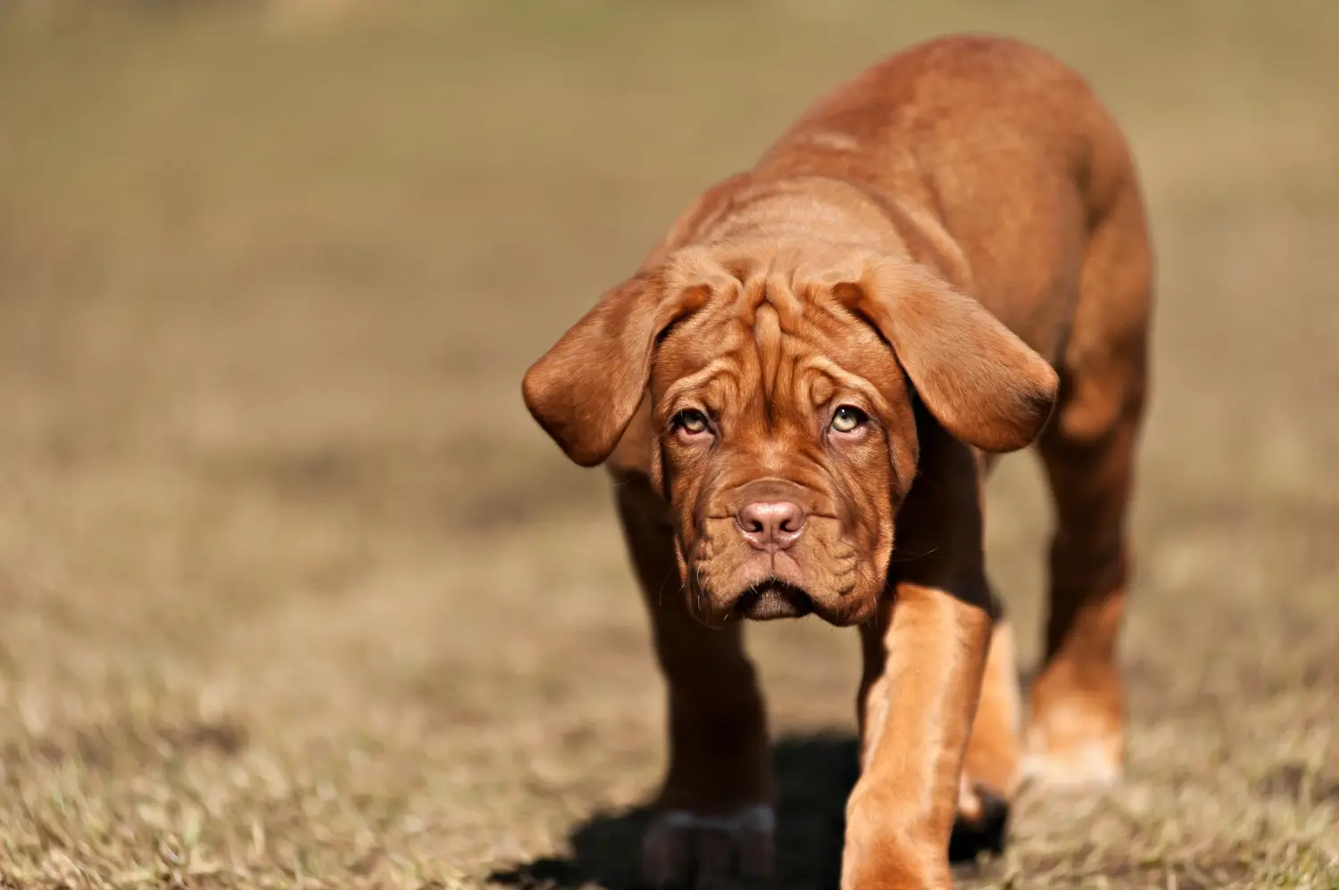 Cumpărarea unui cățel Dogue de Bordeaux înseamnă asumarea responsabilității! Cumpărați căței Dogue de Bordeaux.