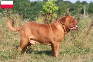 Read more about the article Dogue de Bordeaux crescători și căței în Polonia