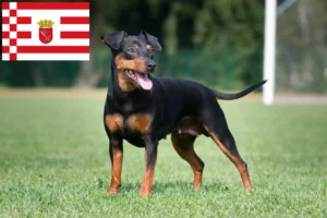 Read more about the article Miniatura Pinscher crescător și căței în Bremen