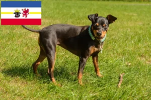 Read more about the article Crescători de Pinscher Miniatural și căței în Mecklenburg-Vorpommern