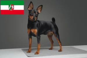 Read more about the article Crescători de Pinscher Miniatural și căței în Renania de Nord-Westfalia