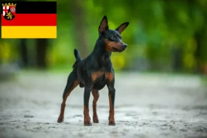 Read more about the article Crescători de Pinscher Pitic și căței în Rhineland-Palatinat