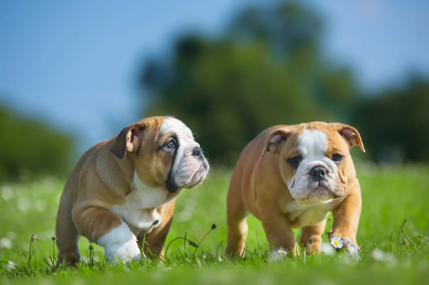 Cumpărarea unui cățel Bulldog Englez înseamnă asumarea responsabilității! Cumpărați cățeluși Bulldog Englez.