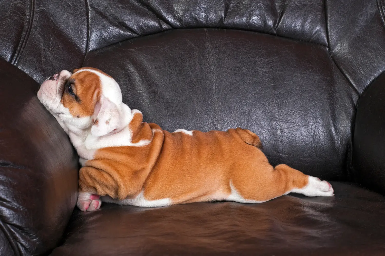 Cumpărarea unui cățel Bulldog Englez înseamnă asumarea responsabilității! Cumpărați cățeluși Bulldog Englez.