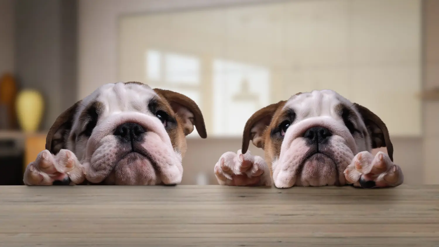 Cumpărarea unui cățel Bulldog Englez înseamnă asumarea responsabilității! Cumpărați cățeluși Bulldog Englez.